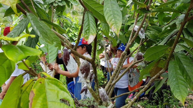 Promoting cacao as one of the high-valued crops viable under coconut farms